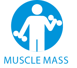 กล้ามเนื้อ (Muscle Mass)